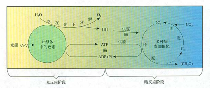 暗反应(碳反应) 卡尔文循环,c,c的浓度变化,经常来考. co的固