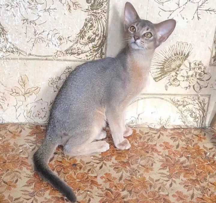 阿比西尼亚猫 美短 雪鞋猫 想养其中的一种 大家可以秀猫加推荐吗!