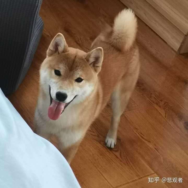 我家柴犬5个半月脸部毛色偏黄,白色 部分很少正常吗?