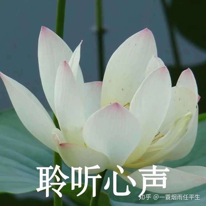 有哪些适合中年人用的头像?