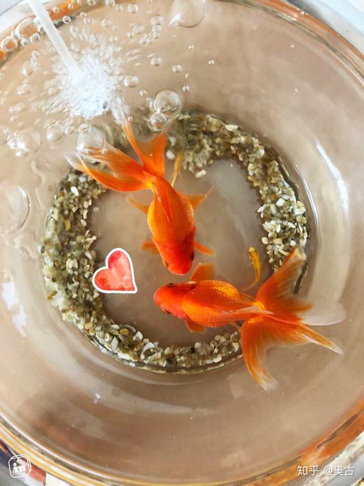 家里用普通小鱼缸养金鱼应该注意什么