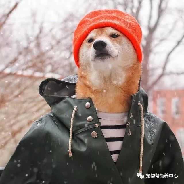 知乎大神有没有跟这个类似的柴犬穿衣服的头像?