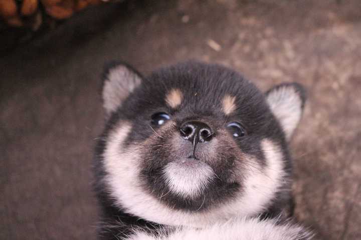 想买只黑柴犬,有没有推荐的靠谱的犬舍.