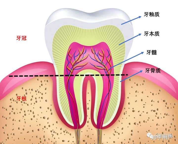 牙齿结构示意图