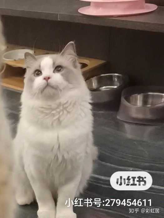 布偶和蓝猫串 小猫会有和布偶一样颜色的吗?