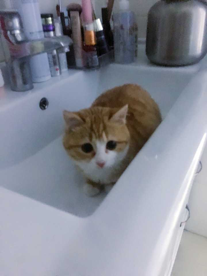 橘猫是什么?