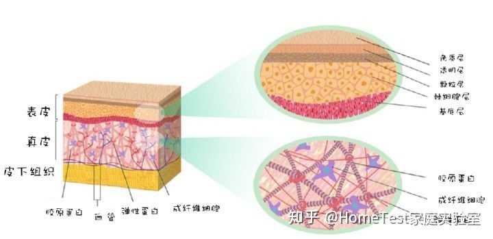 图片中董卿和熊黛林虽然虽然有皱纹,暗黄和长斑,但整体轮廓比较紧实