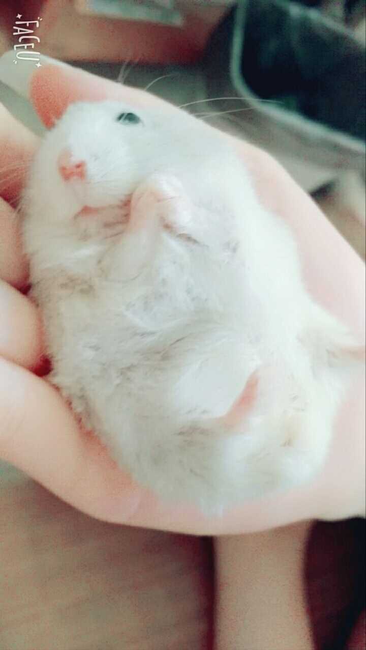 养仓鼠是种怎样的体验?
