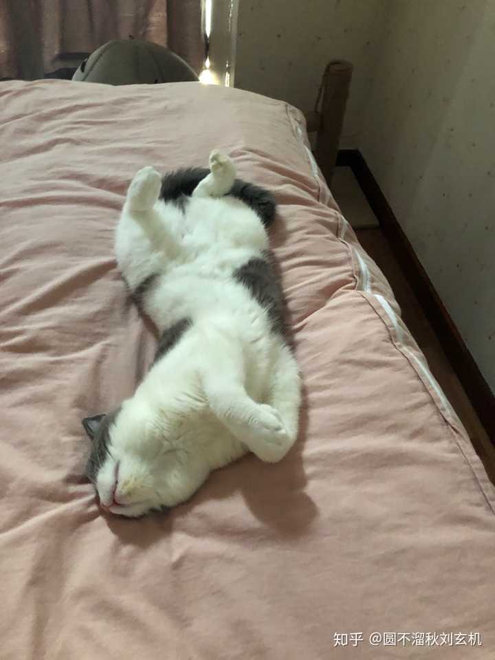 你家猫的睡觉姿势有多么奇葩?
