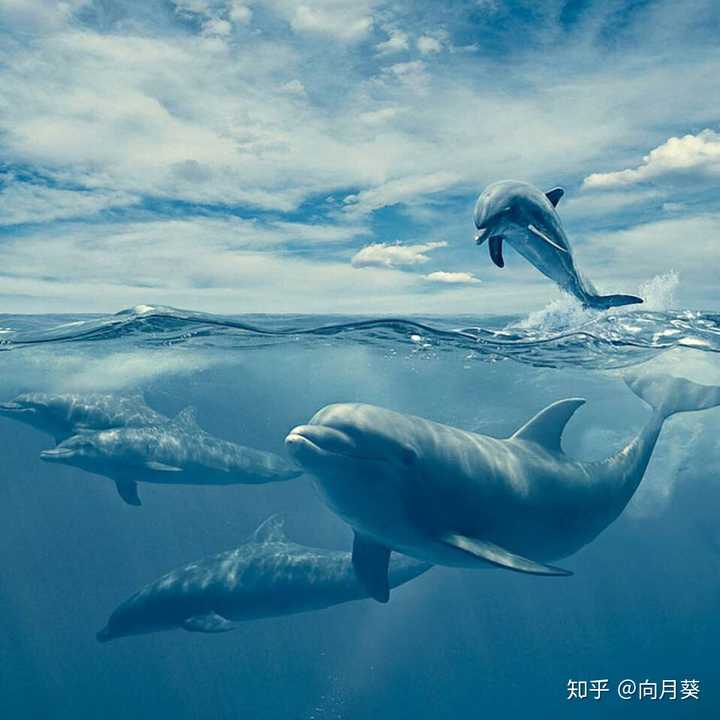 因为看完纪录片《海豚湾》被震撼到了.