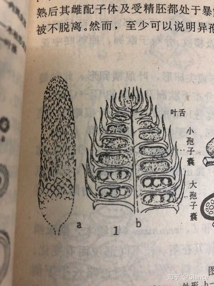 一类灭绝的石松类,鳞木的孢子叶穗(杨关秀,1994)