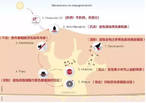 抑制黑色素的生长