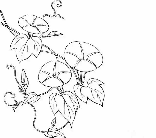 小关节组成一朵花 一个个细节,组成一朵菊花 百合 又名中逢花,百合蒜