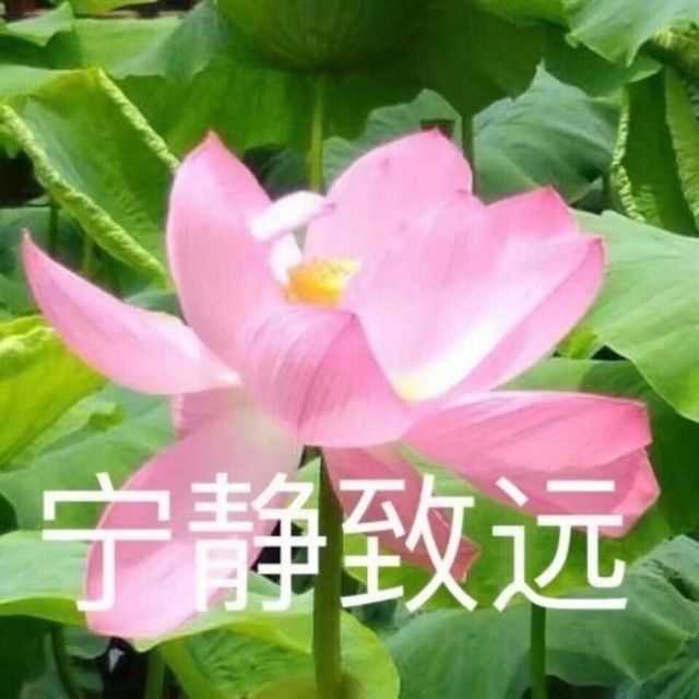 有兄弟有沙雕头像嘛?