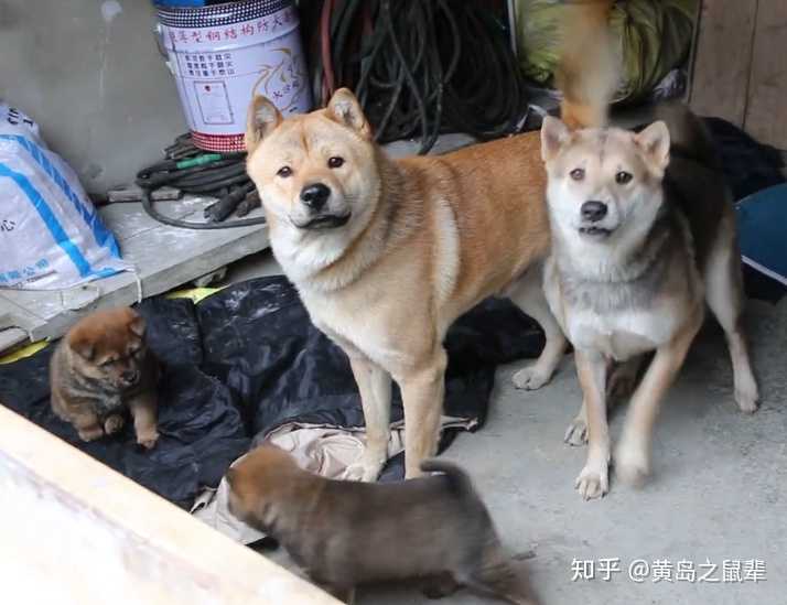 另外一个是b站上一个up主家的狗子,名字就叫拯救中华田园犬,他家狗子