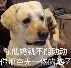 有什么好玩的舔狗表情包吗?