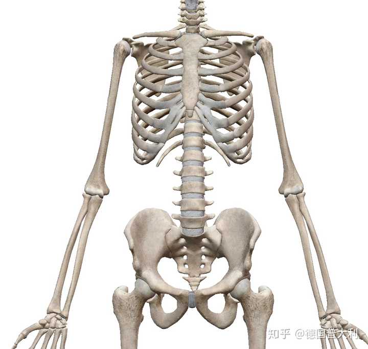 可以训练肘肌吗?肘肌怎么练?