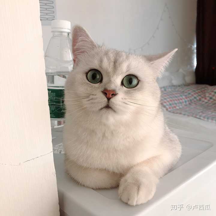 长大了就变这样了,买的猫舍还坚定的跟我说猫妈猫爸是渐层,到底是什么