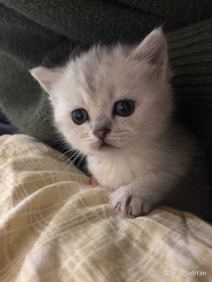 小猫蓝膜褪色后的颜色会怎么变?