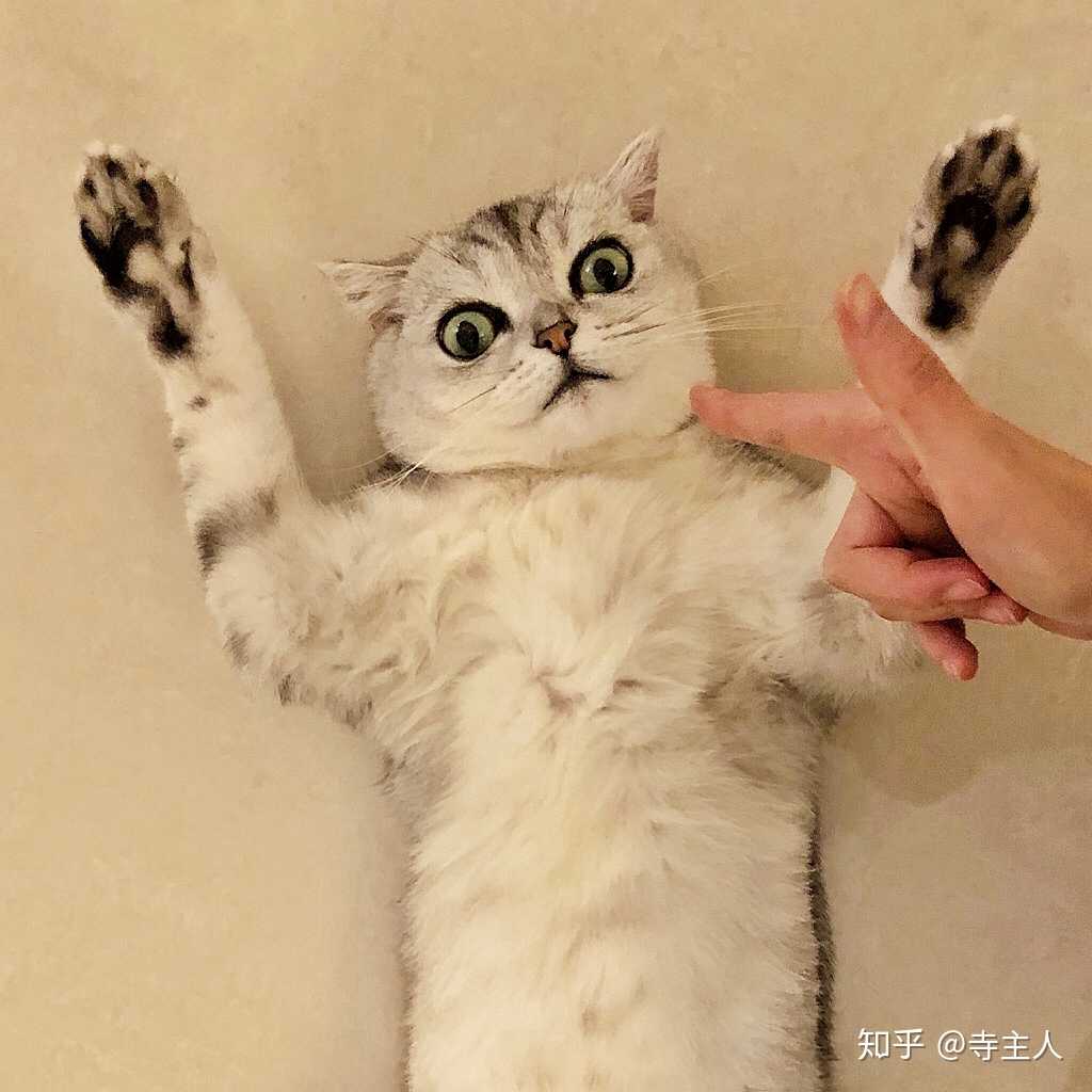 生活已经开始对我这只小猫咪动手了!