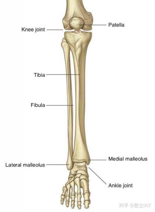 了我的思考…… 去翻了翻教科书求证了一下,腓骨的存在感确实挺低