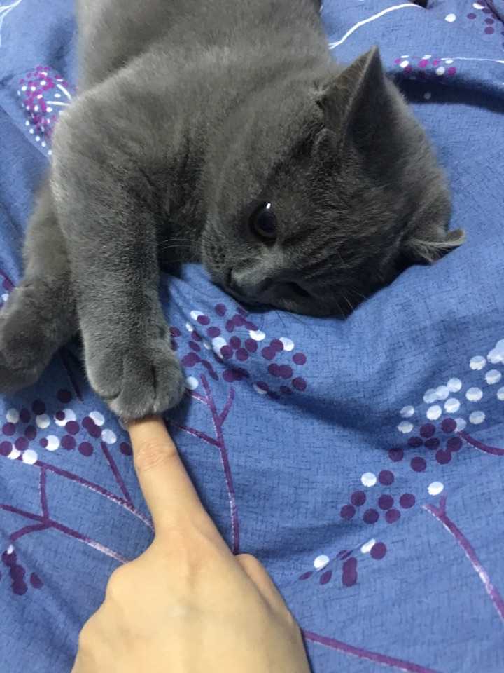 养一只英短蓝猫是什么体验?