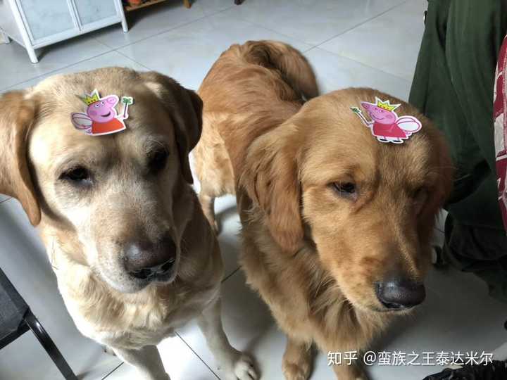 养拉布拉多和金毛各自的优劣是什么?