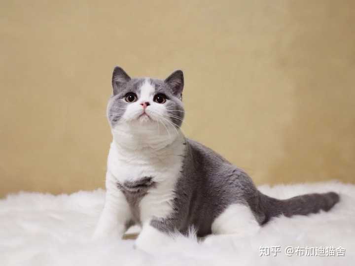 你家的猫是什么品种?叫什么名字?