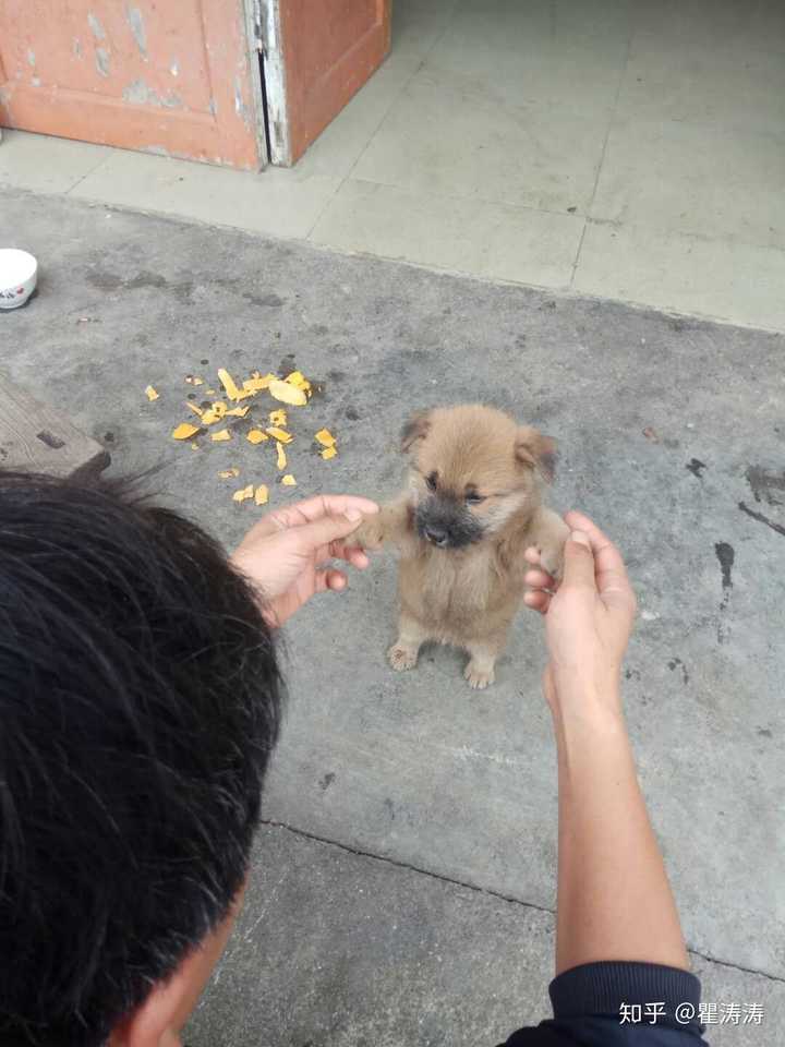 中华田园犬的颜值可以多高?