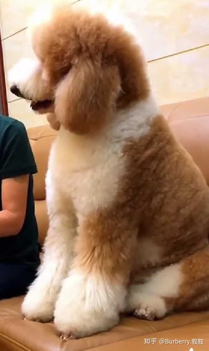 巨贵犬哪个颜色好看?