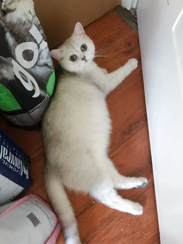 两只布偶会打架吗?