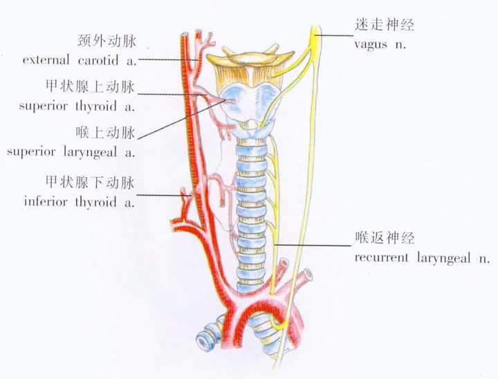 如图,喉返神经与迷走神经分开之后,从咽喉一路下到心肺附近,穿过一根