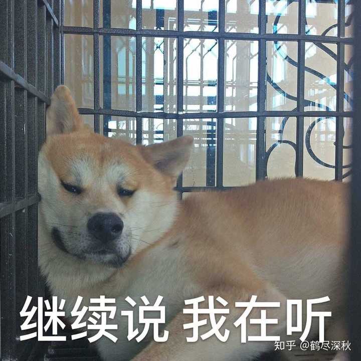 肥胖的狗脸没有表现出到底是真情实感还是虚情假意