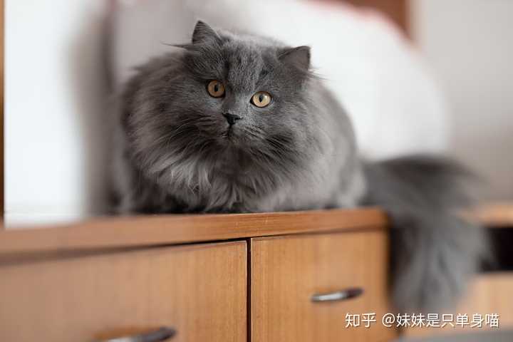 这只波斯系蓝猫的眼睛为什么是这个颜色?