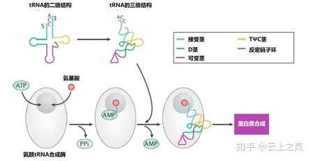 trna的作用是什么?