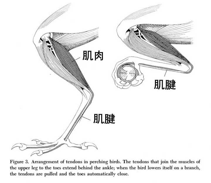 一只小鸟从窝里掉到了地上,大鸟怎么把小鸟放回鸟窝?