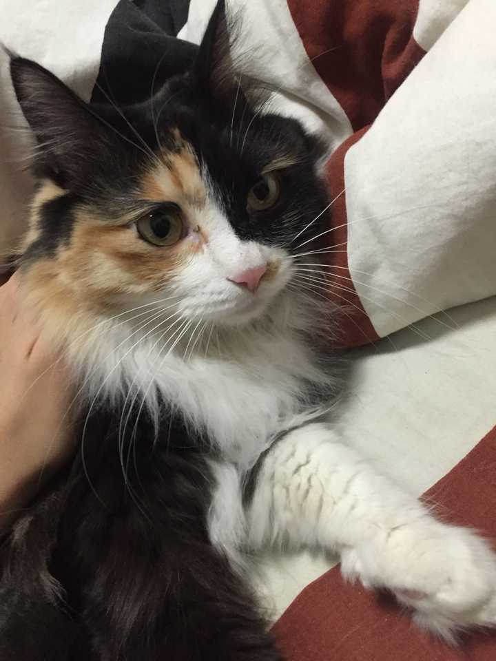 好想看看三花猫啊,谁能晒晒自家三花主子?