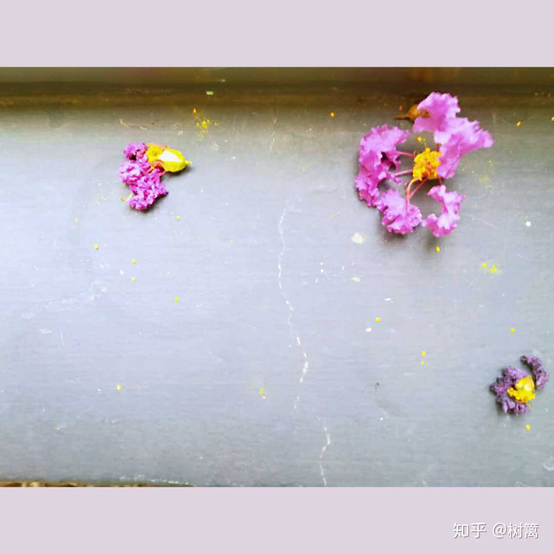 风吹花雨落