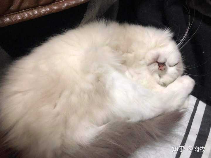 市场上买的布偶猫要多少钱?