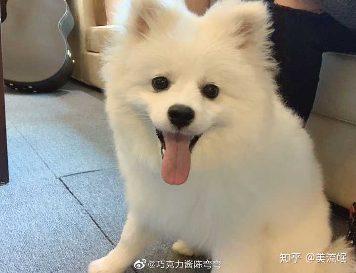 有没有大神可以给出比较标准的银狐犬,博美犬,和他俩串的,三者的图片