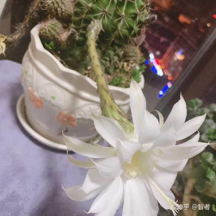 开大白花得仙人球叫啥名,只开一天呢?