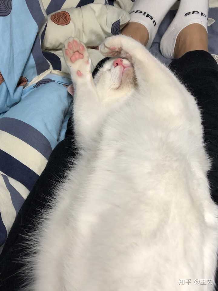 壁纸 动物 猫 猫咪 小猫 桌面 720_960 竖版 竖屏 手机