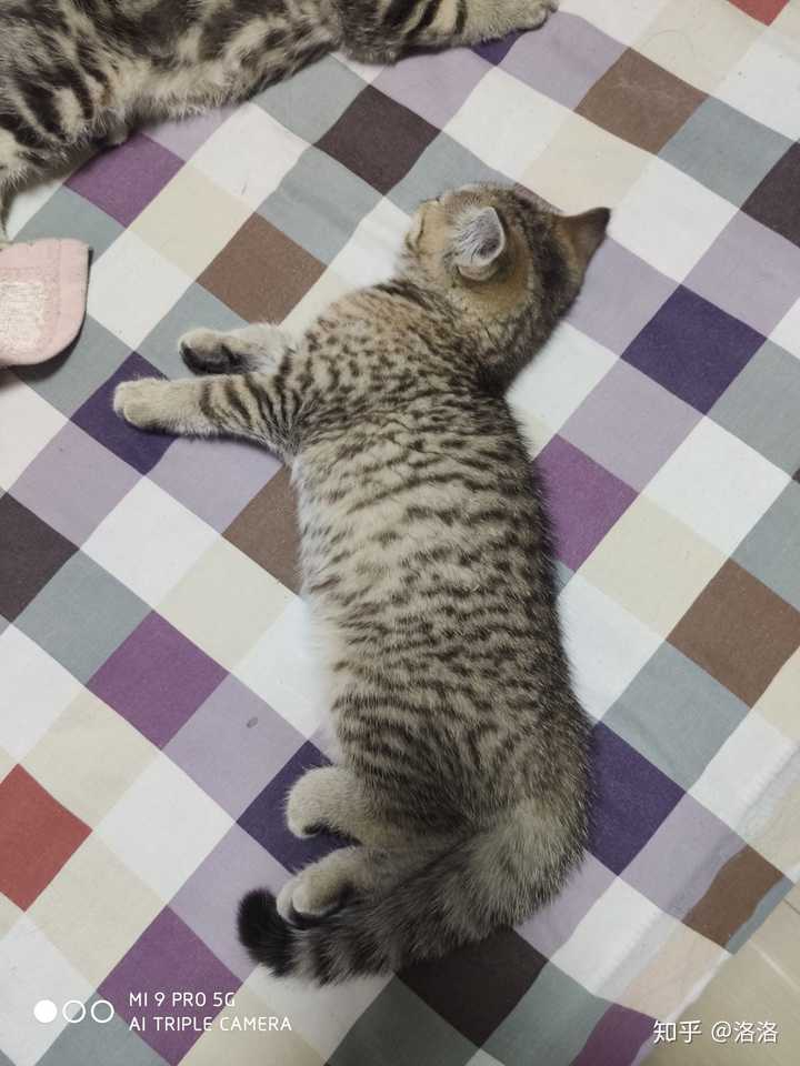 虎斑是花色,狸花猫是品种 虎斑分为古典虎斑,鲭鱼虎斑,斑点虎斑,细纹