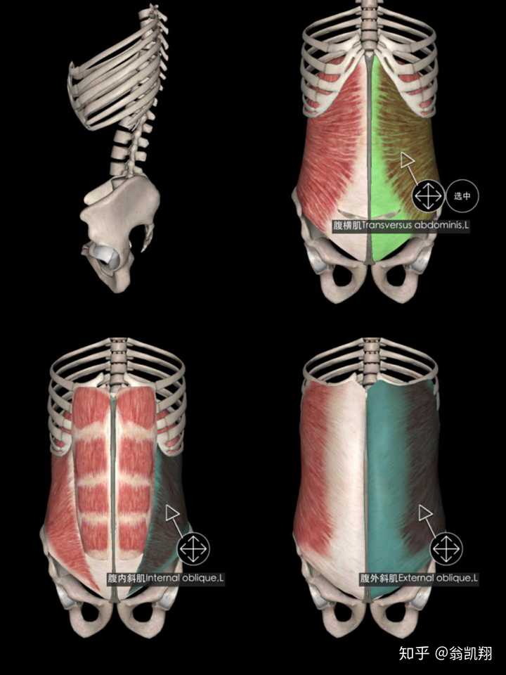 腰部的解剖结构 腰部是由内凸的腰椎和其周围的腹横肌,腹内外斜肌组成