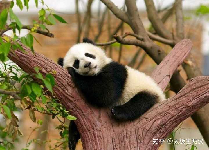 熊猫为什么会获得全世界人的喜爱?