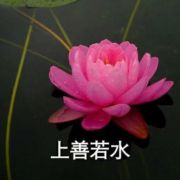 父母喜欢的微信头像有哪些
