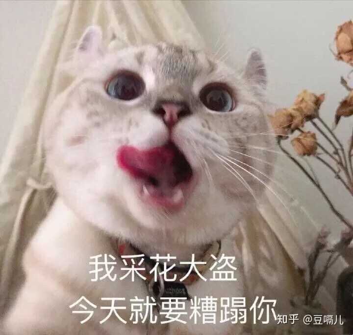 有没有比较可爱又有点搞笑的动物头像?最好是猫?
