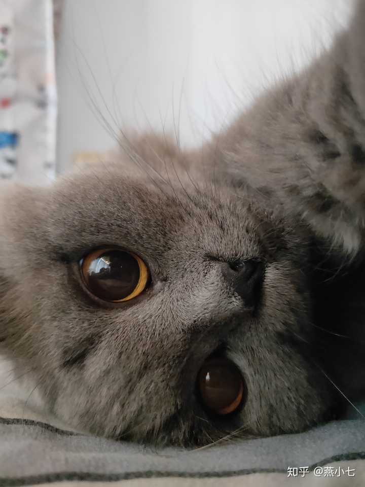 蓝猫的颜值可以有多高?