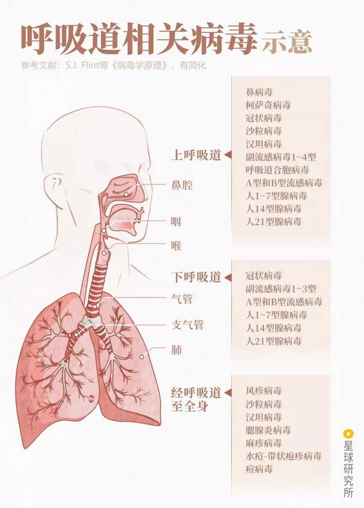 经呼吸道入侵的主要病毒示意,制图@郑伯容/星球研究所