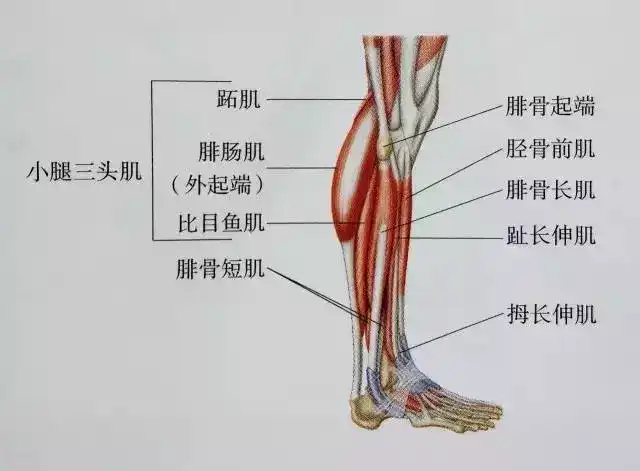 如何有效的瘦小腿肌肉?